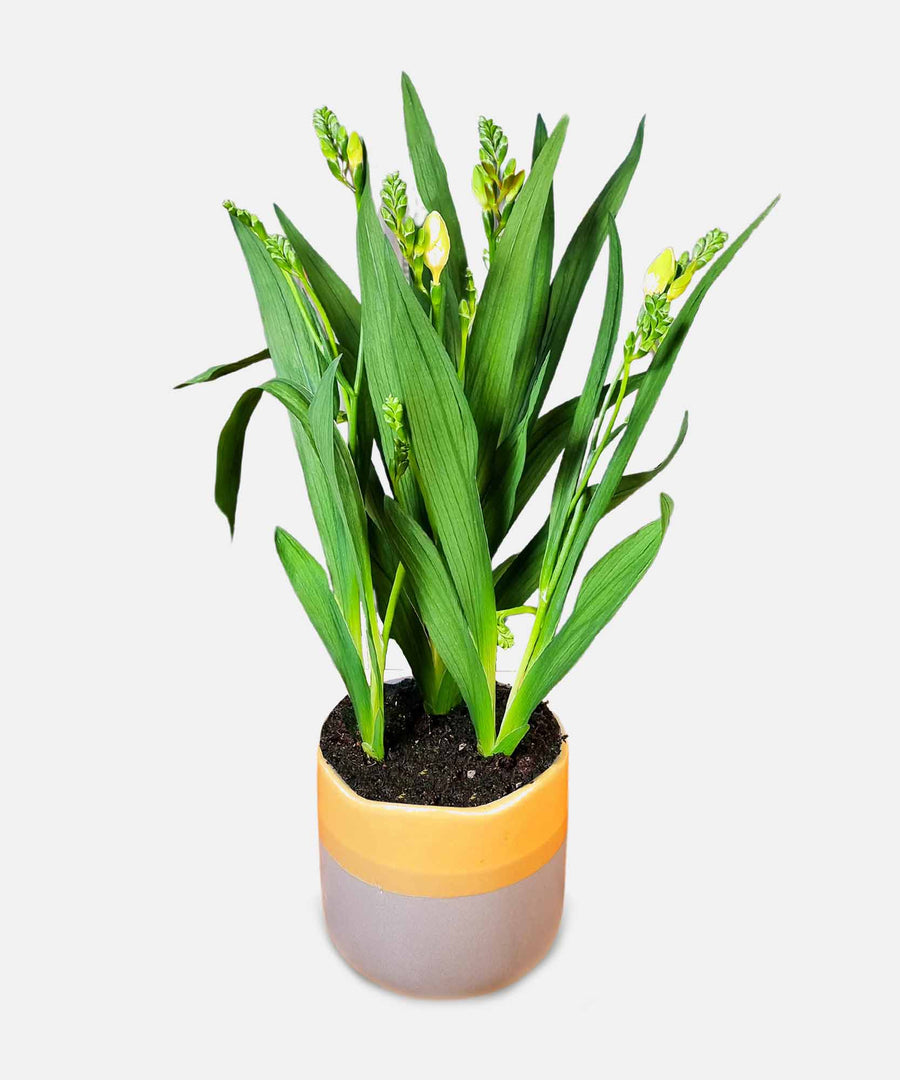 Yellow Freesia Plant - Guernsey Flowers by Post