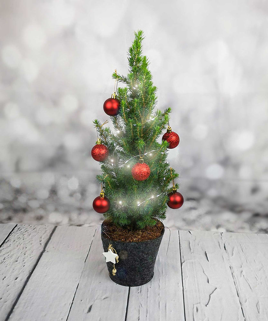 Mini Christmas Tree with Baubles & Lights - Guernsey Flowers by Post