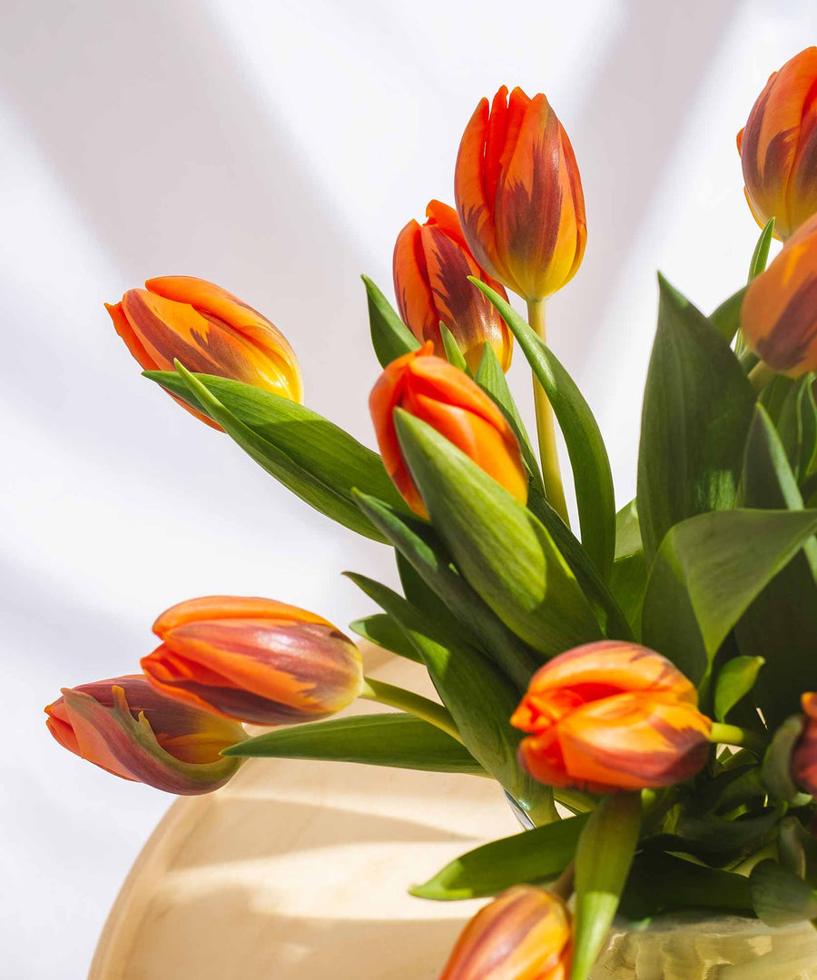 Orange Tulip Flowers - Guernsey Flowers by Post