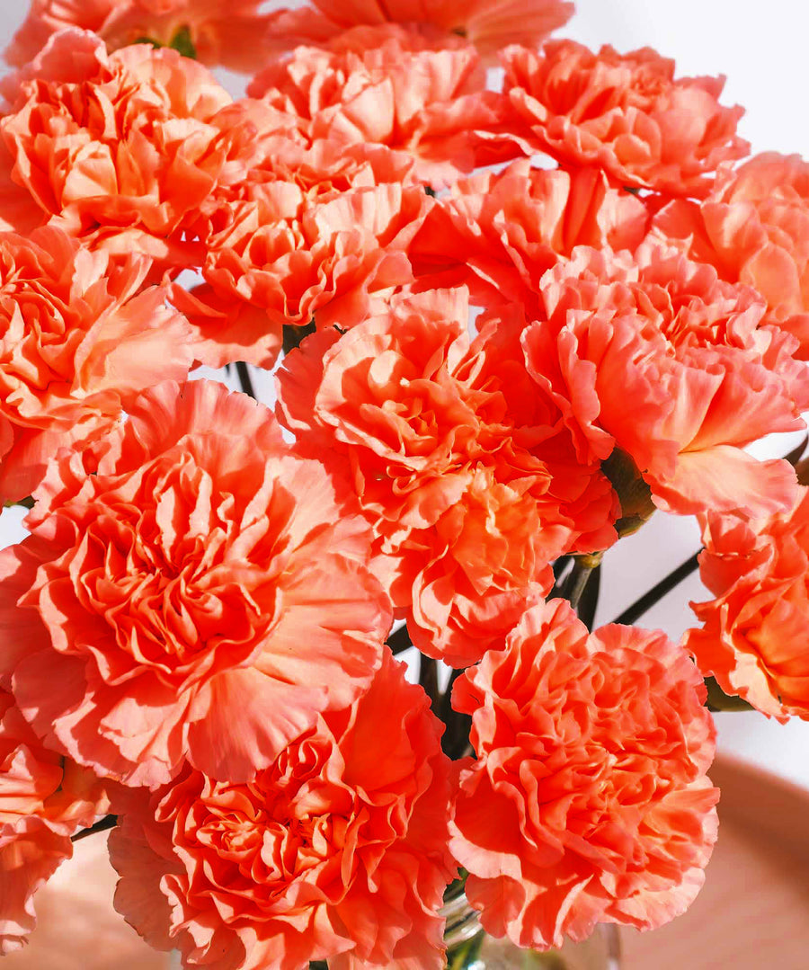 Peach Carnation Flowers - Guernsey Flowers by Post