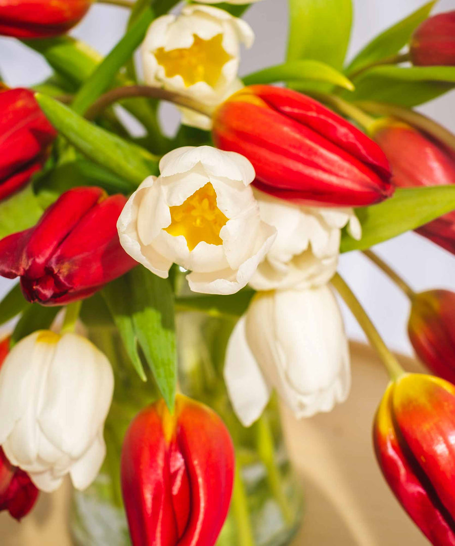 Red & White Tulip Flowers - Guernsey Flowers by Post