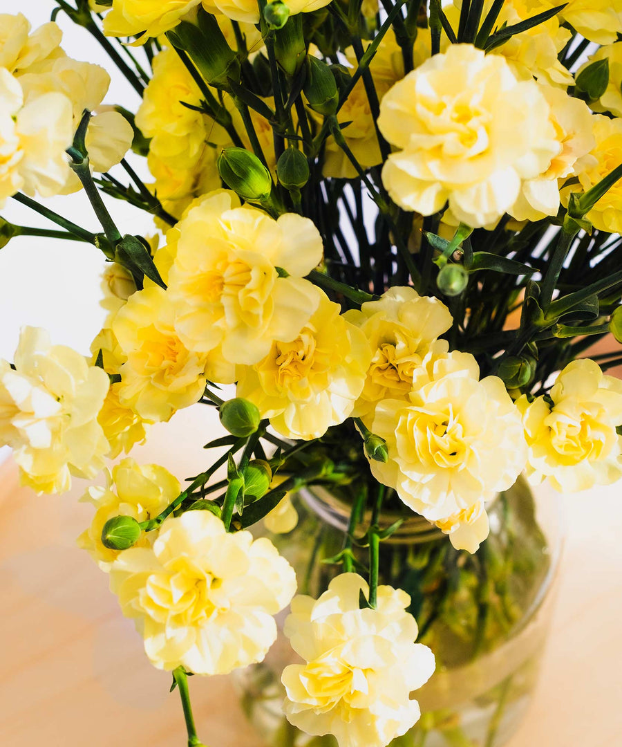 Spray Yellow Carnation Flowers - Guernsey Flowers by Post