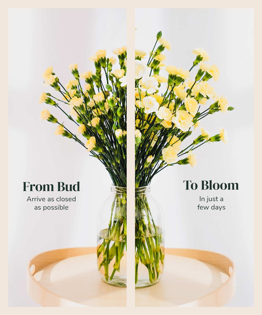 Spray Yellow Carnation Flowers - Guernsey Flowers by Post