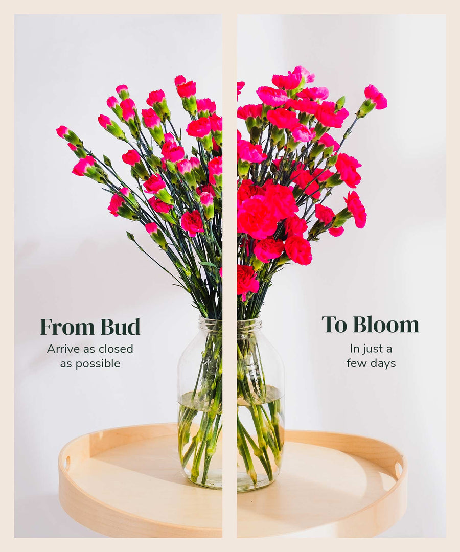 Spray Magenta Carnation Flowers - Guernsey Flowers by Post