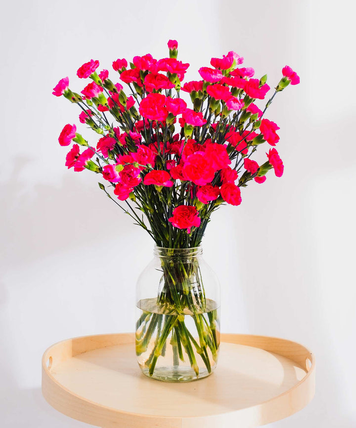 Spray magenta Carnation Flowers - Guernsey Flowers by Post