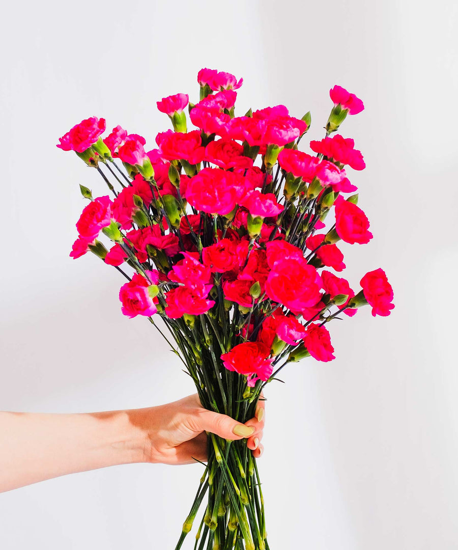 Spray Magenta Carnation Flowers - Guernsey Flowers by Post