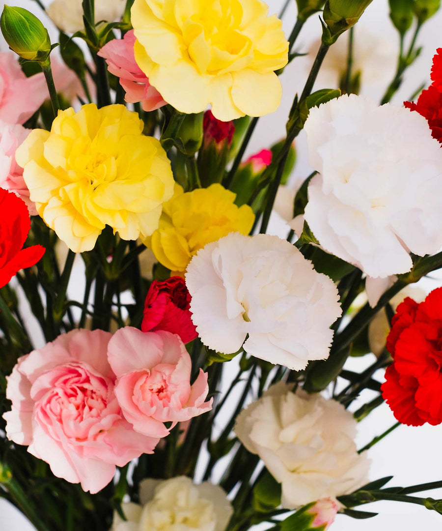 Spray Mixed Carnation Flowers - Guernsey Flowers by Post