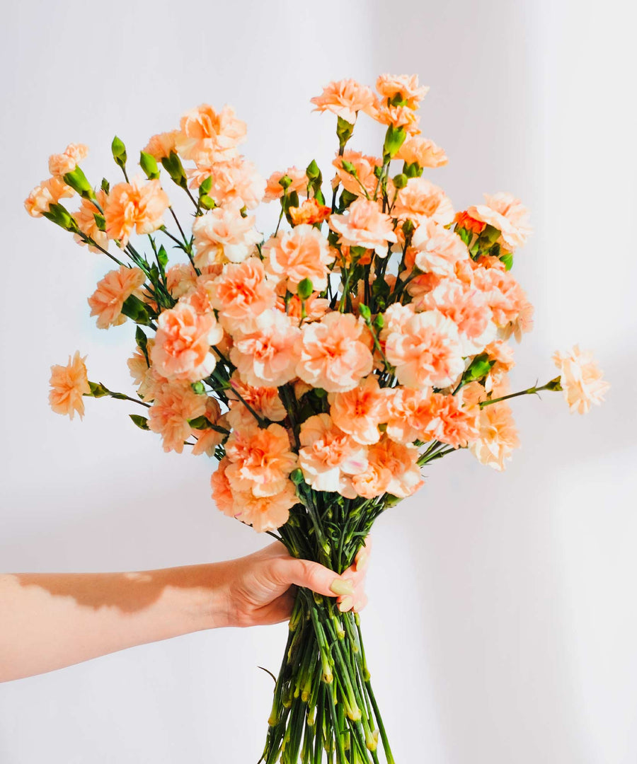 Spray Peach Carnation Flowers - Guernsey Flowers by Post