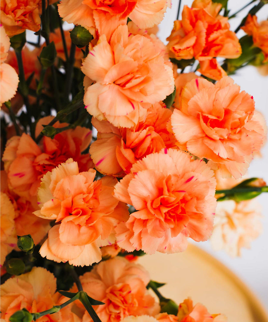Spray Peach Carnation Flowers - Guernsey Flowers by Post