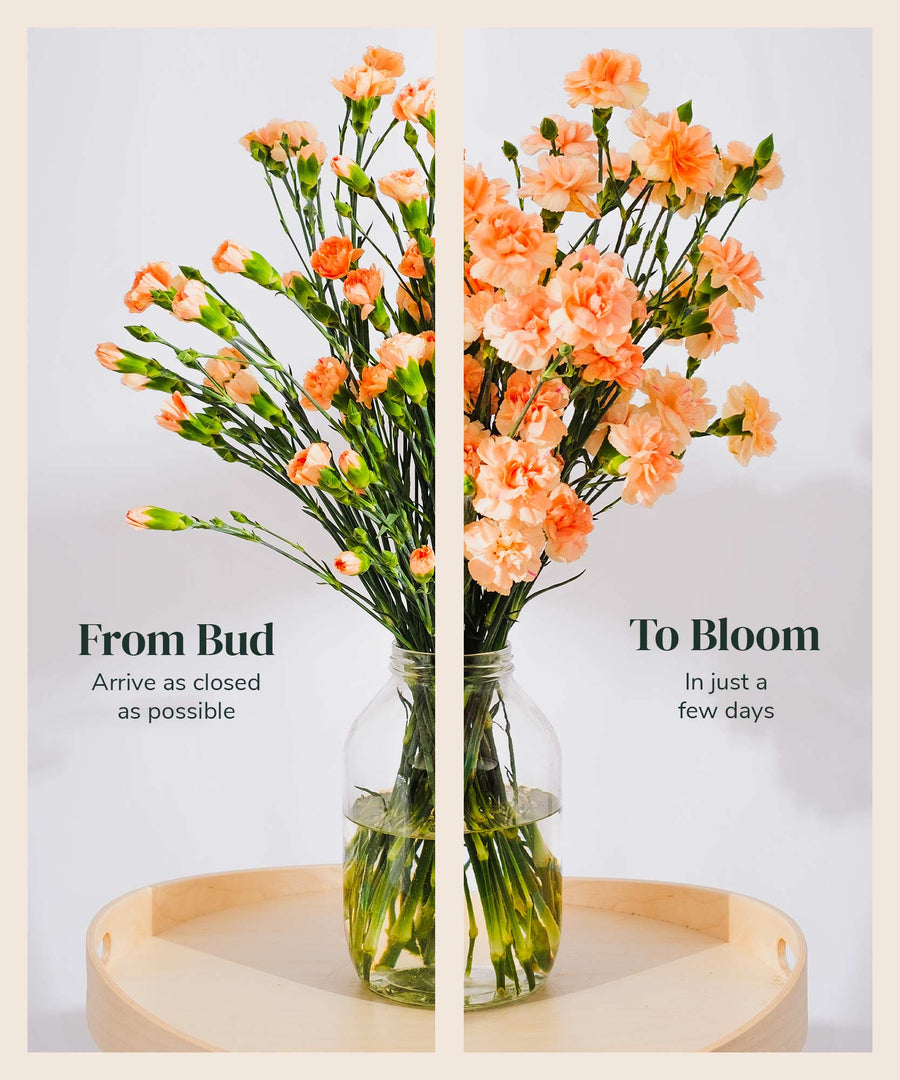 Spray Peach Carnation Flowers - Guernsey Flowers by Post