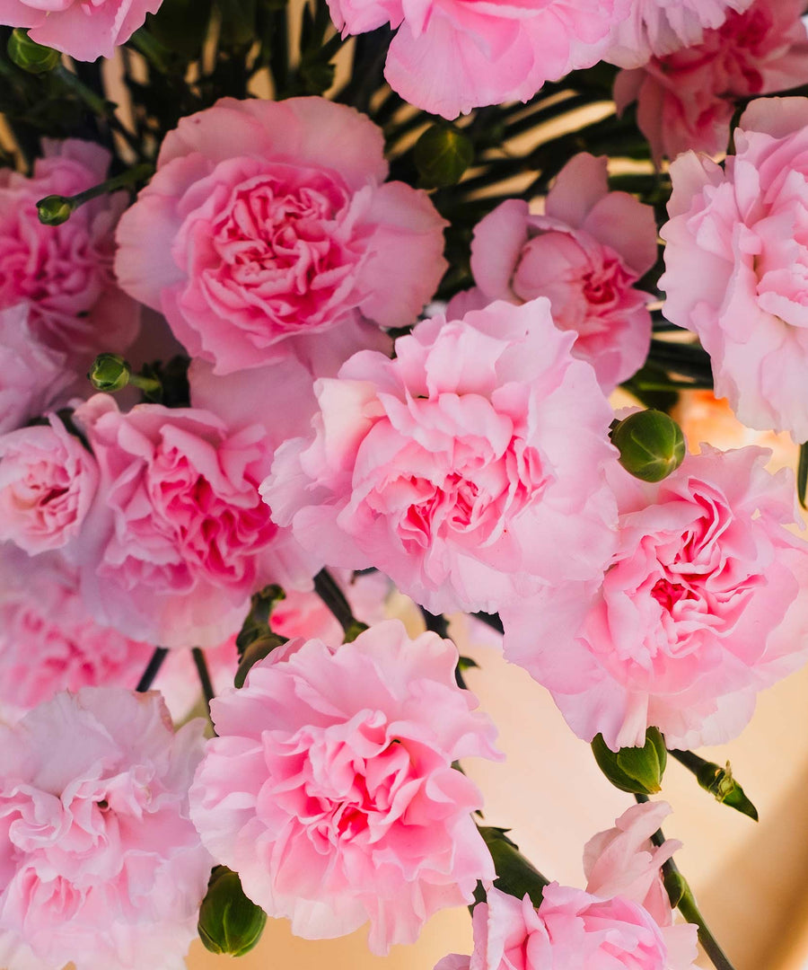 Spray Pink Carnation Flowers - Guernsey Flowers by Post