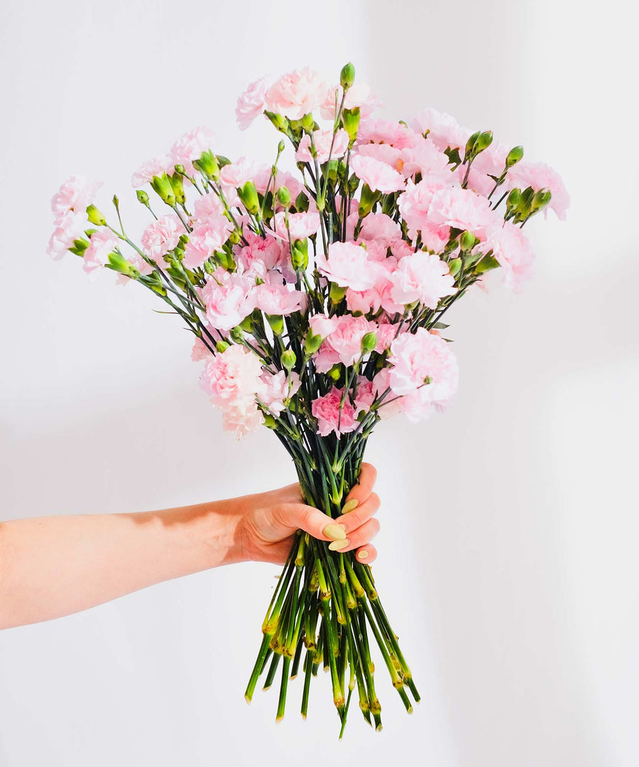 Spray Pink Carnation Flowers - Guernsey Flowers by Post