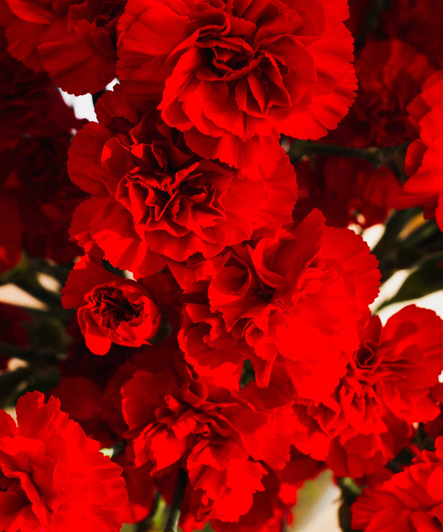 Spray Red Carnation Flowers - Guernsey Flowers by Post