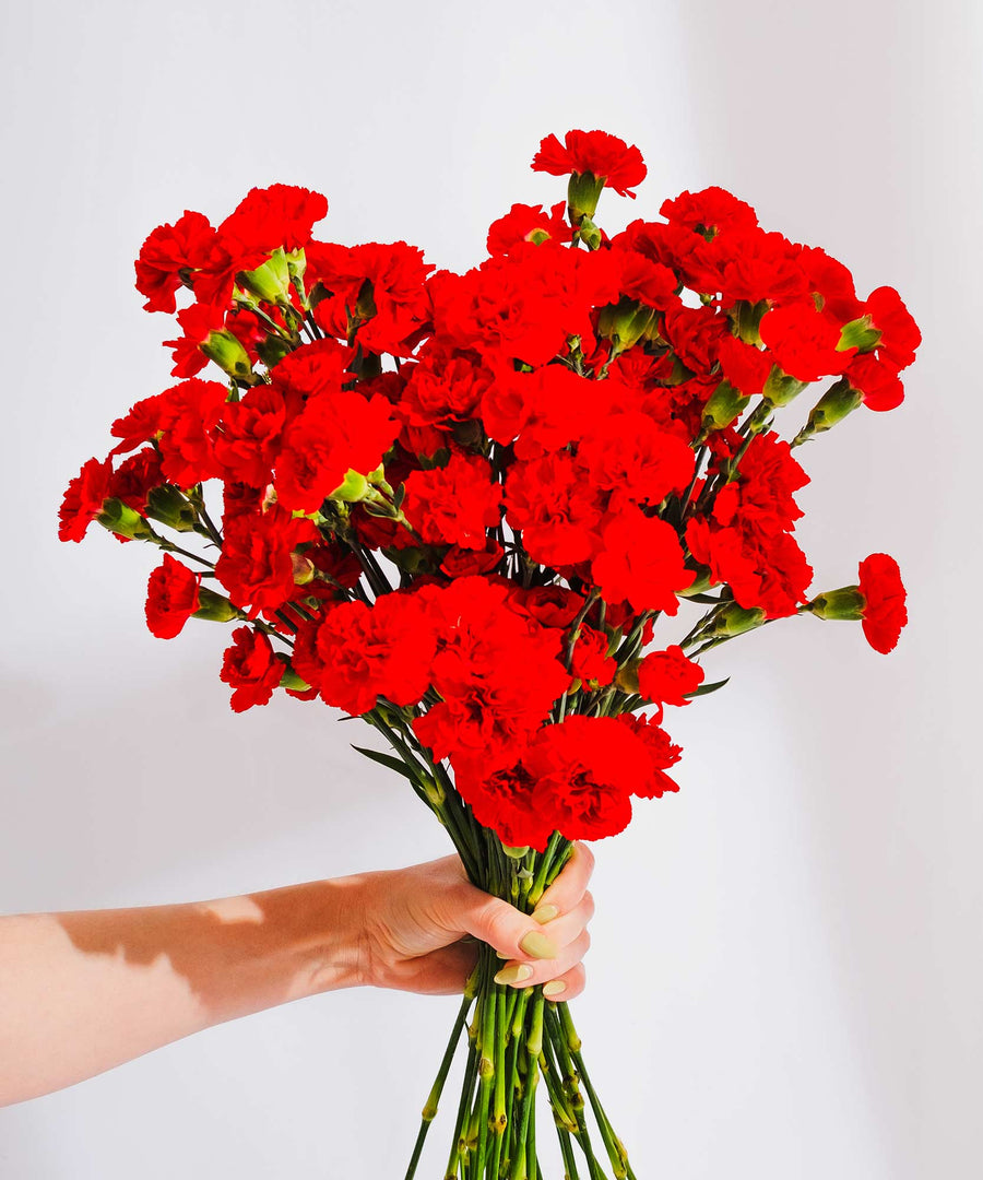 Spray Red Carnation Flowers - Guernsey Flowers by Post
