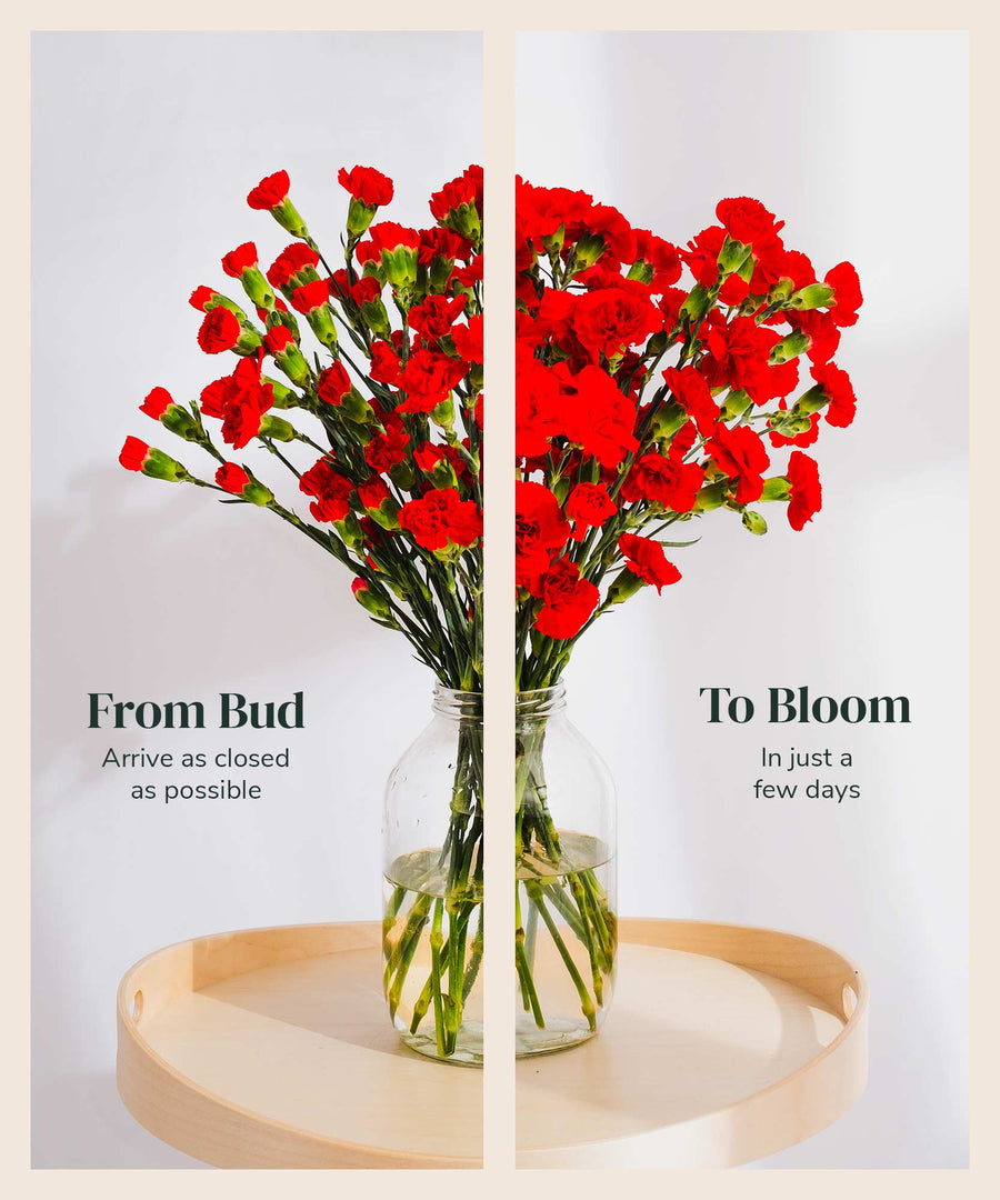 Spray Red Carnation Flowers - Guernsey Flowers by Post