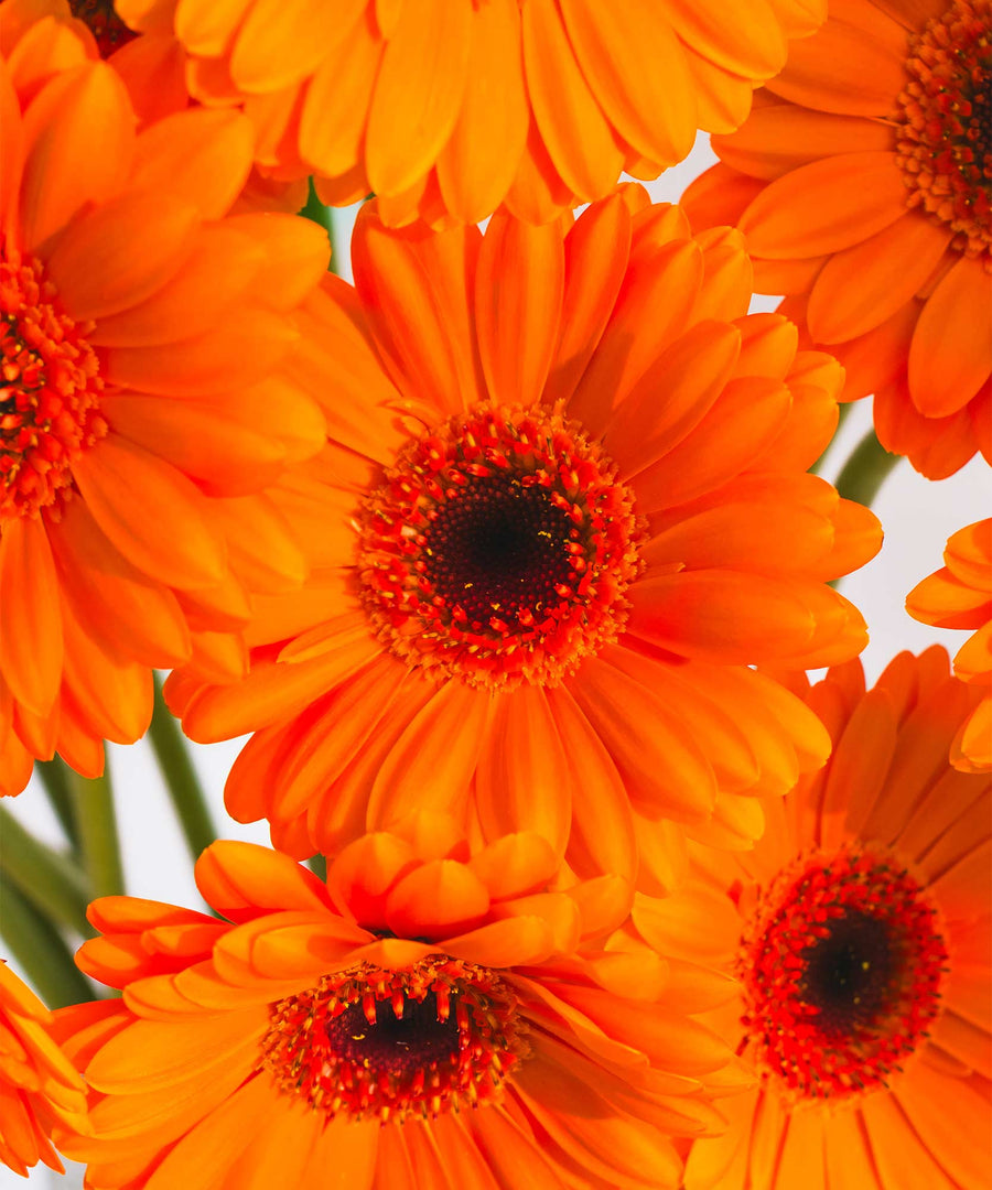 Orange & Yellow Gerbera Flowers - Guernsey Flowers by Post