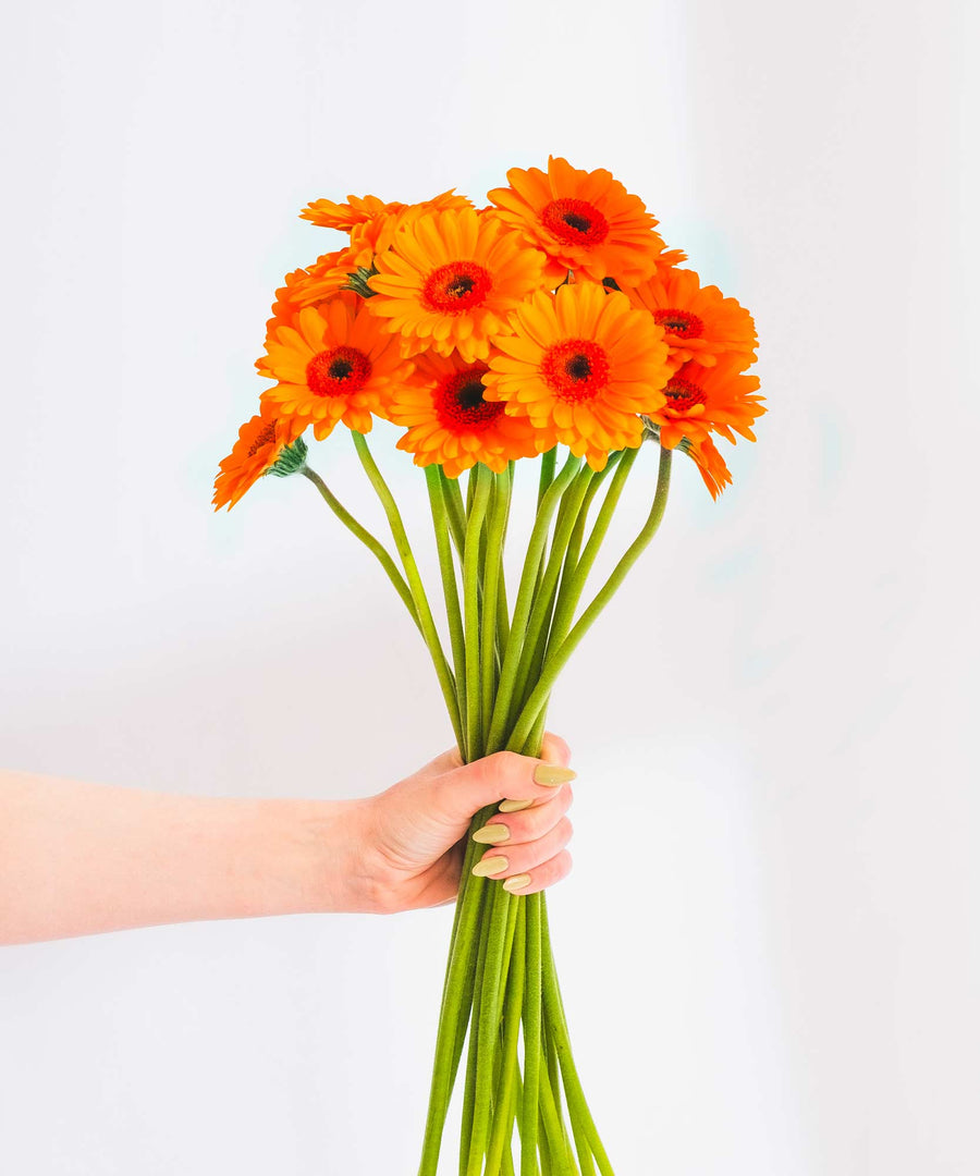 Orange & Yellow Gerbera Flowers - Guernsey Flowers by Post