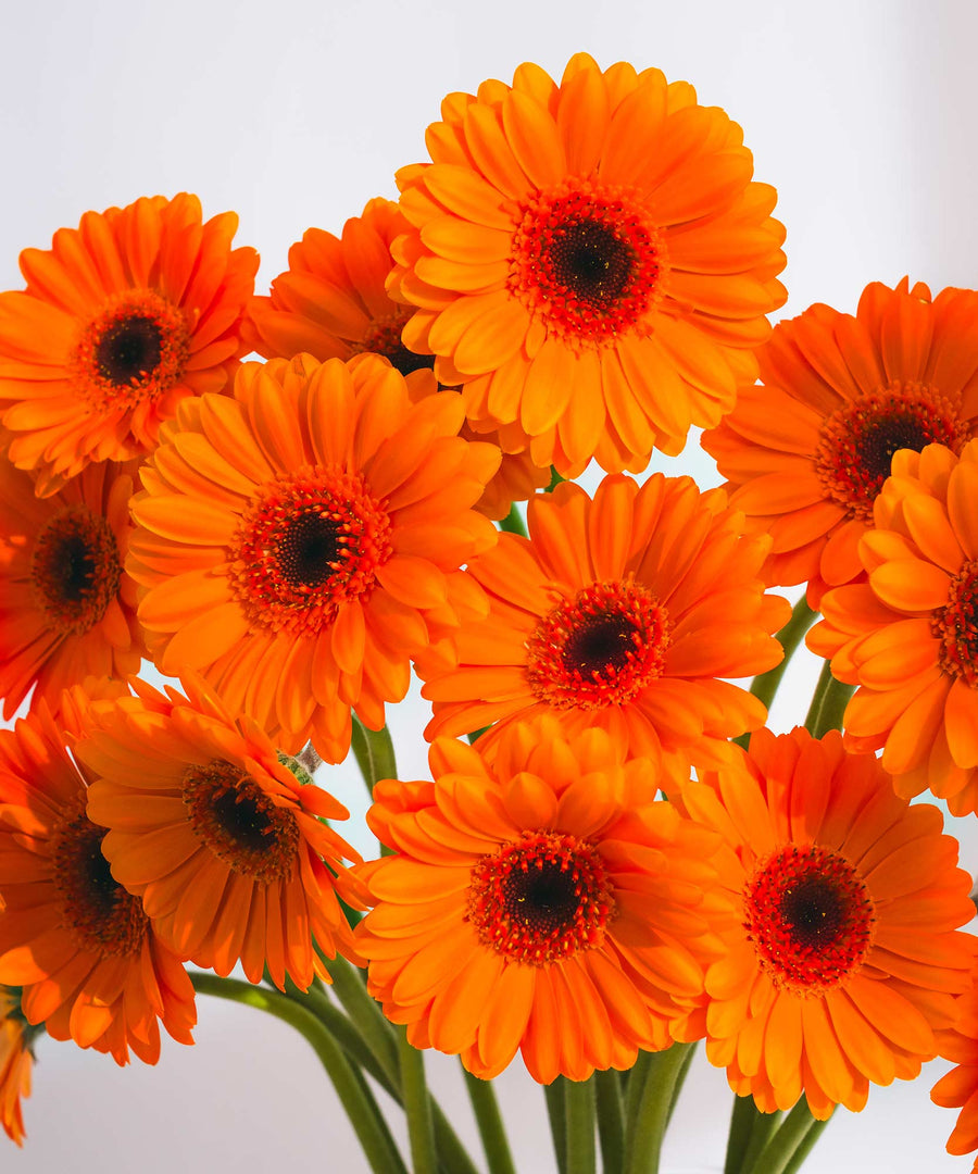 Orange & Yellow Gerbera Flowers - Guernsey Flowers by Post