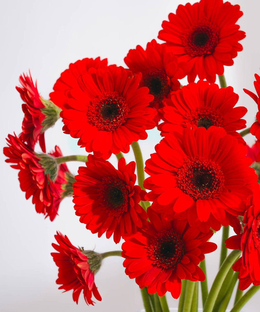 Red & Black Gerbera Flowers - Guernsey Flowers by Post