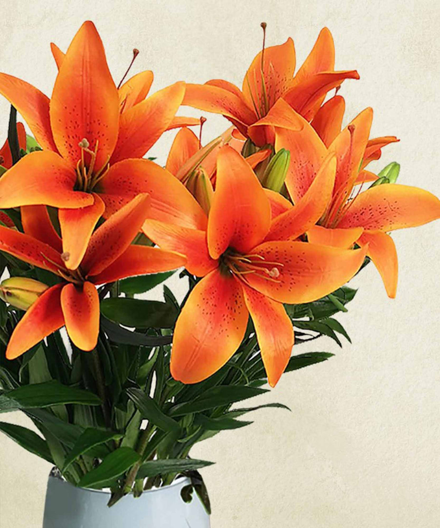 Orange Lily Flowers - Guernsey Flowers by Post