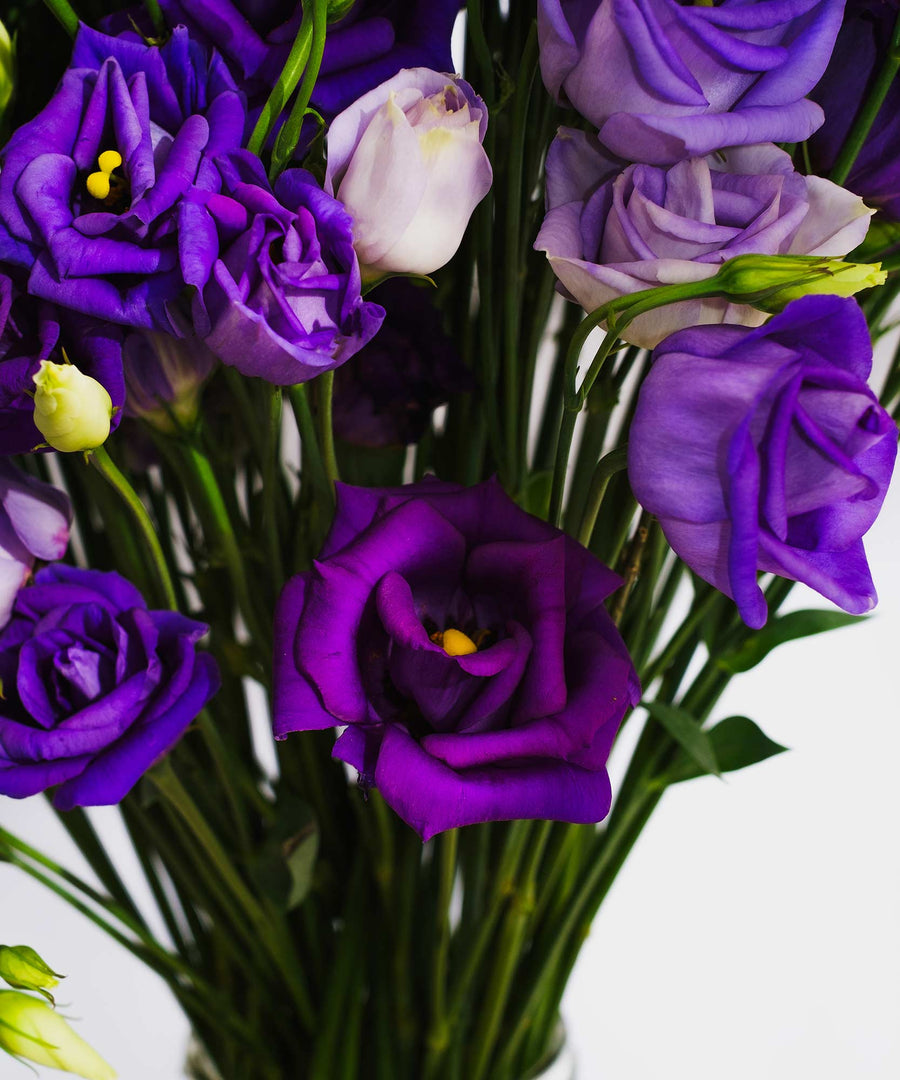 Purple Lisianthus Flowers - Guernsey Flowers by Post