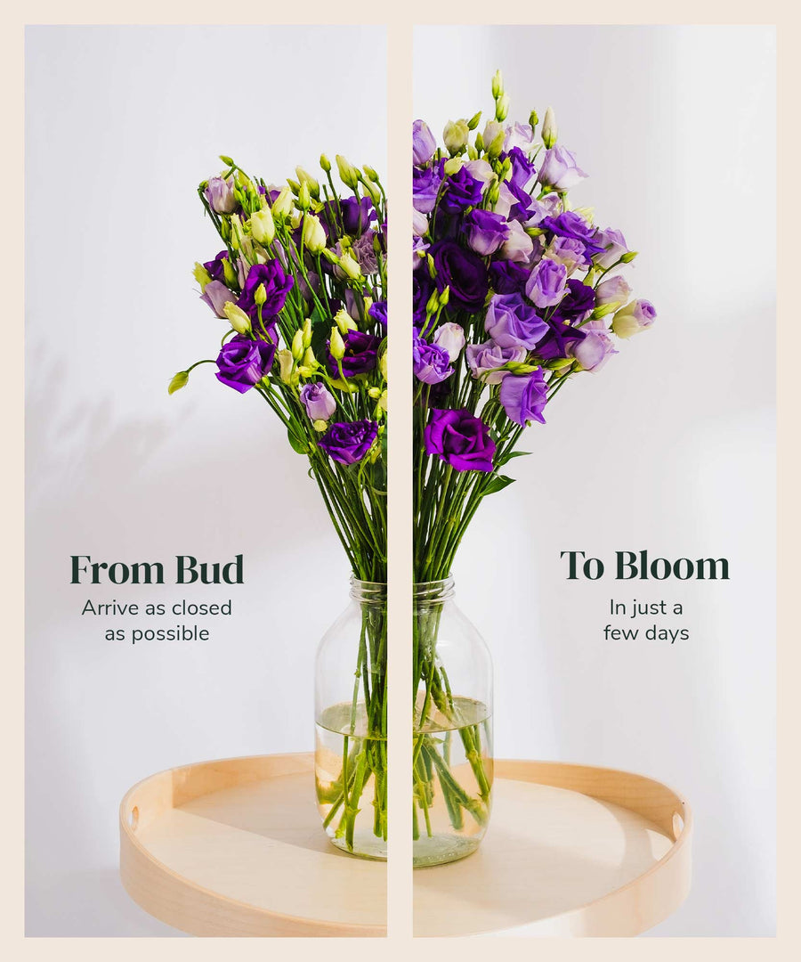 Purple Lisianthus Flowers - Guernsey Flowers by Post