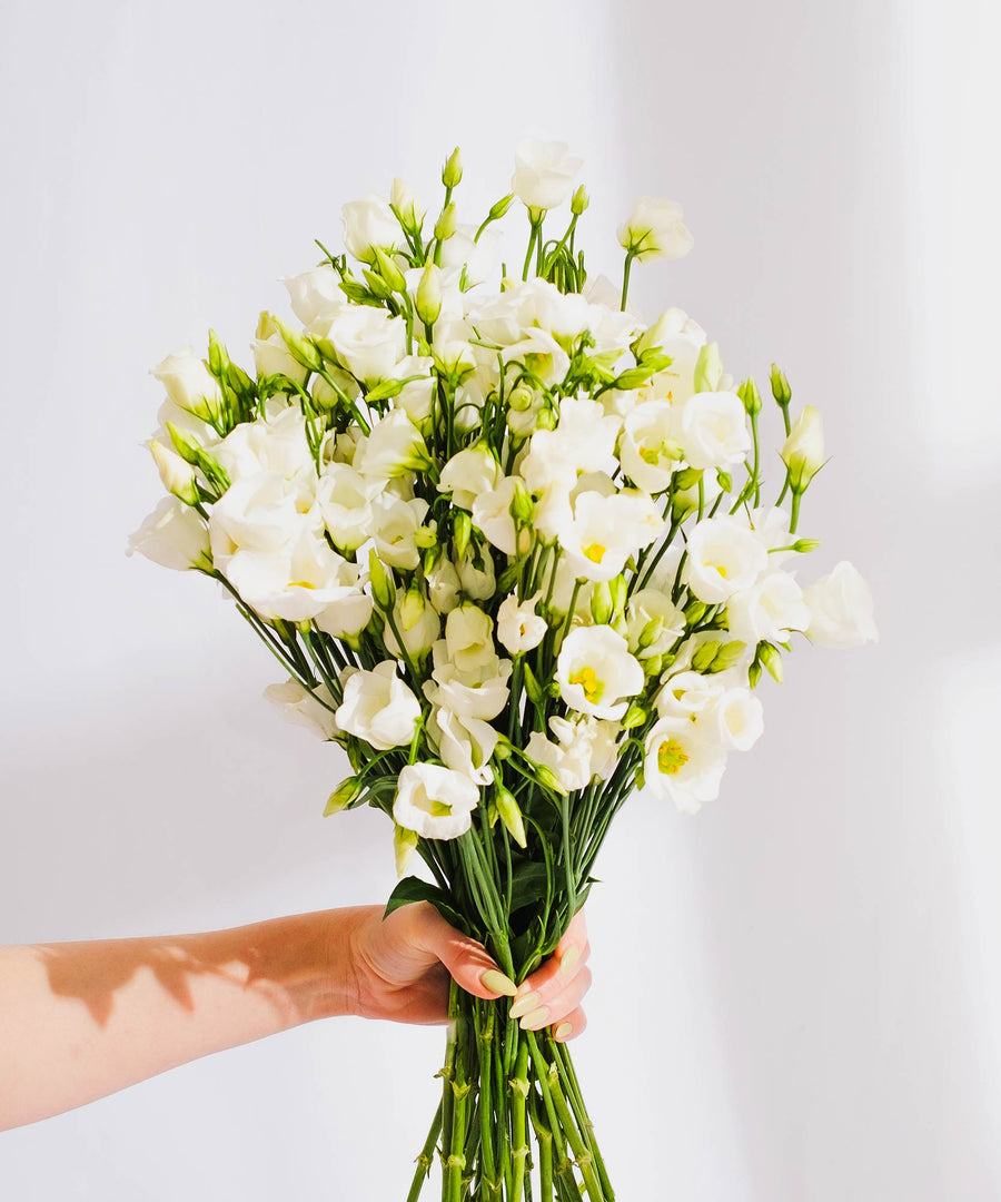 White Lisianthus Flowers - Guernsey Flowers by Post