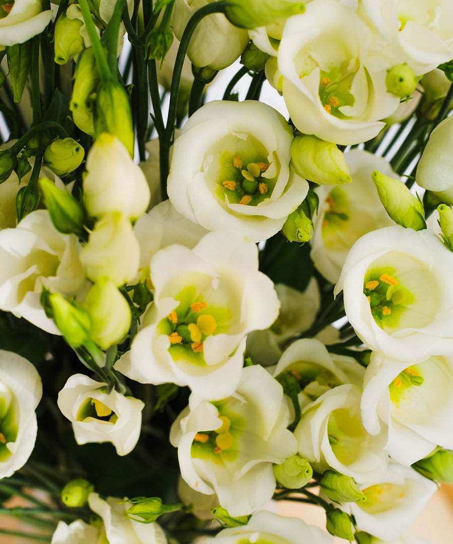 White Lisianthus Flowers - Guernsey Flowers by Post