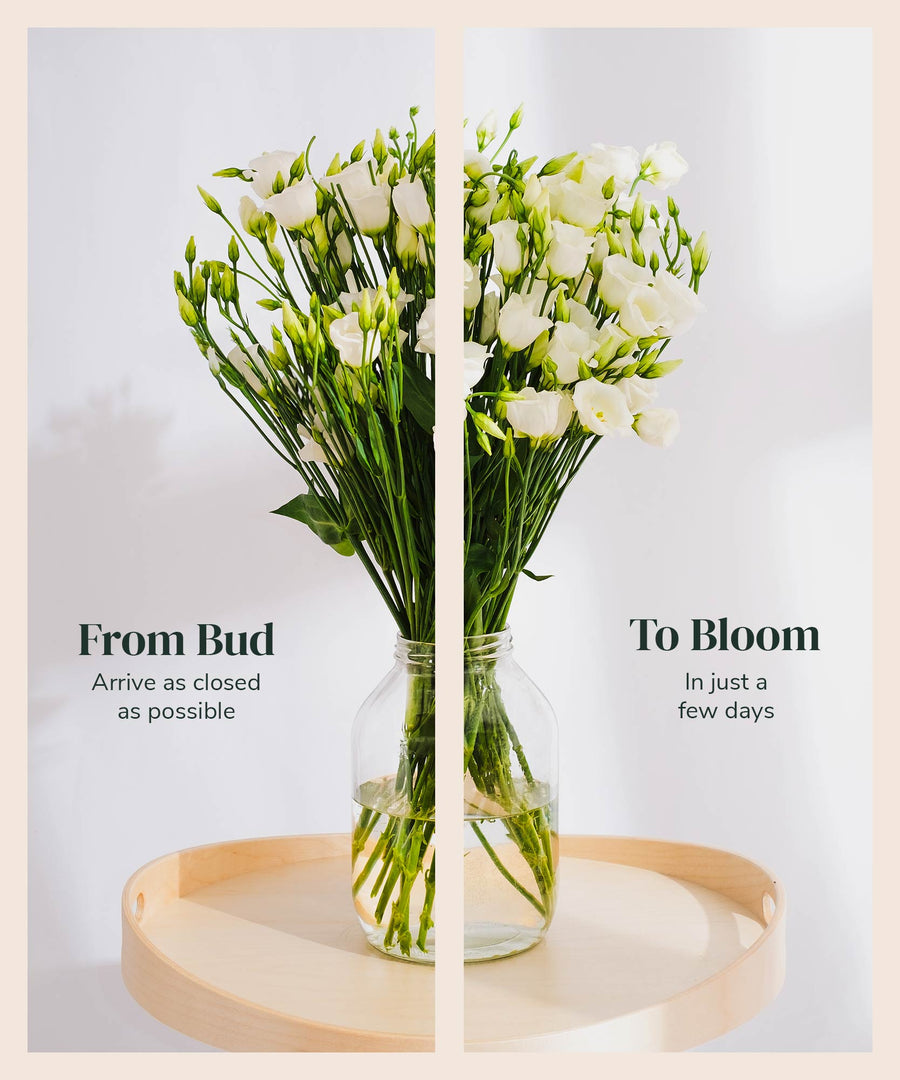 White Lisianthus Flowers - Guernsey Flowers by Post