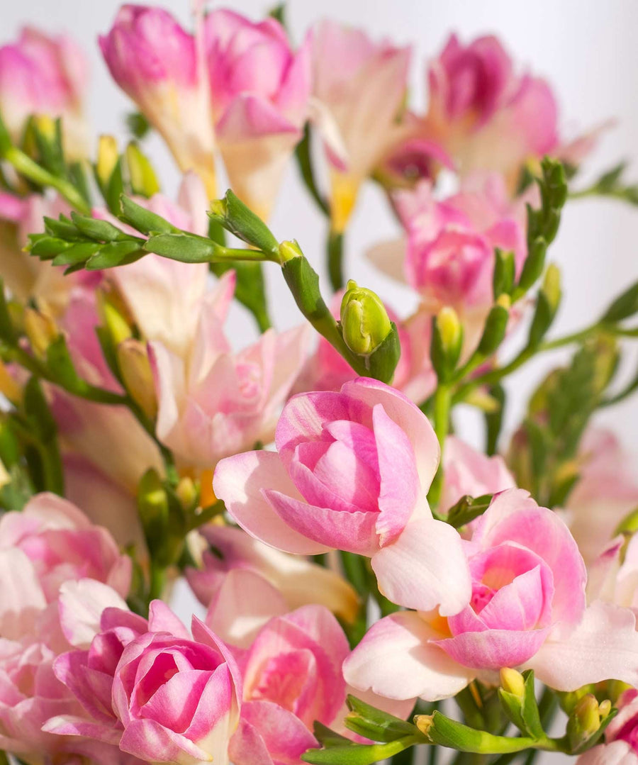 Light Pink Guernsey Short Stem Freesia Flowers - Guernsey Flowers by Post