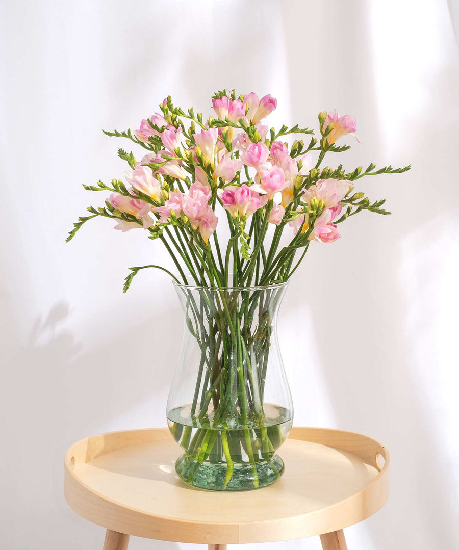 Light Pink Guernsey Short Stem Freesia Flowers - Guernsey Flowers by Post