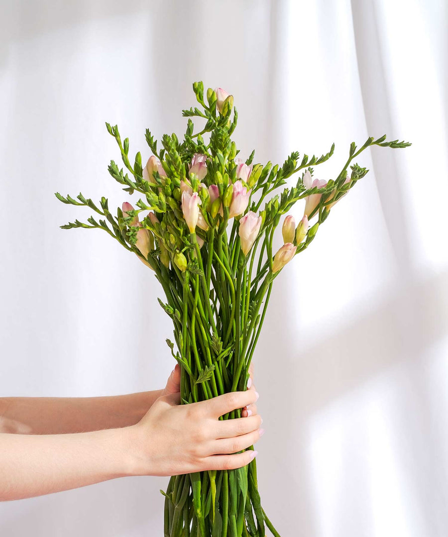 Light Pink Guernsey Short Stem Freesia Flowers - Guernsey Flowers by Post