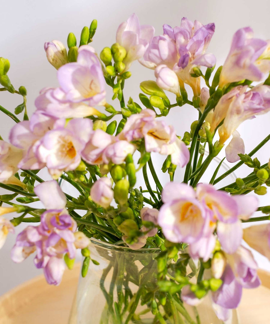 Lilac Guernsey Short Stem Freesia Flowers - Guernsey Flowers by Post