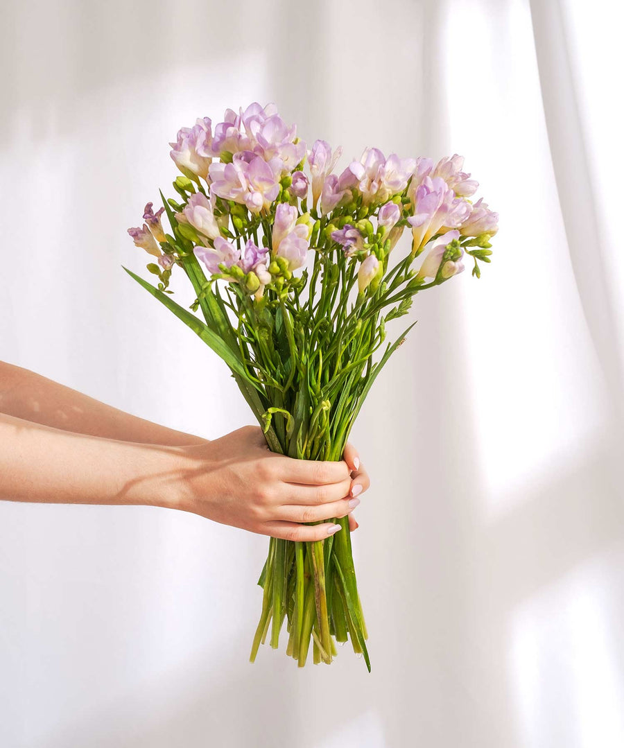 Lilac Guernsey Short Stem Freesia Flowers - Guernsey Flowers by Post