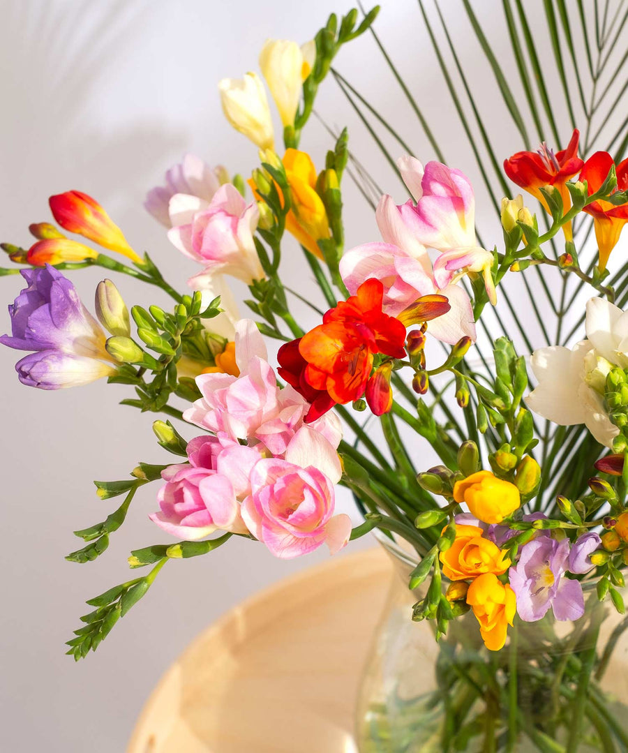 Ongoing Mixed Guernsey Short Stem Freesia Flower Subscription - Guernsey Flowers by Post