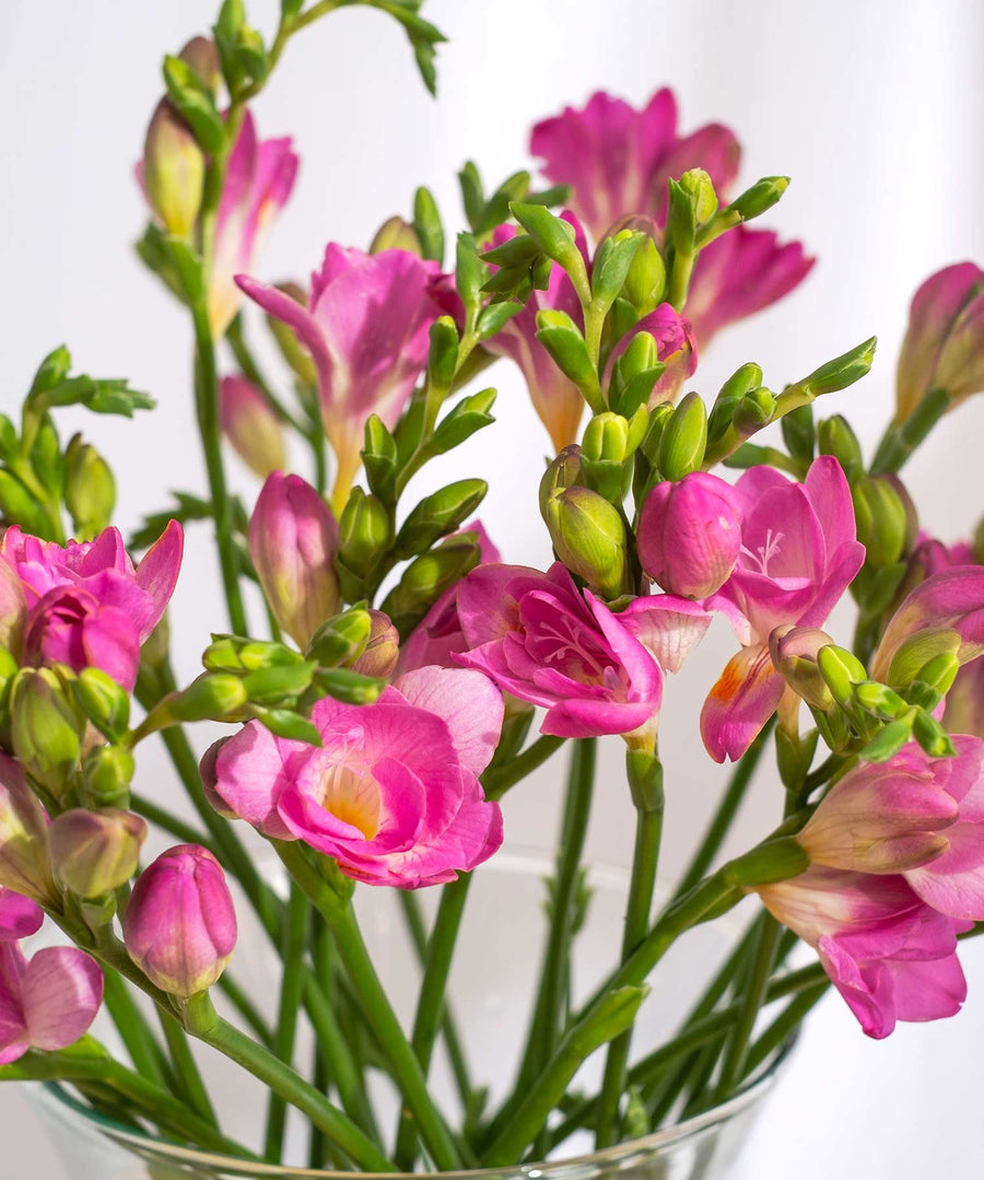 Dark Pink Guernsey Short Stem Freesia Flowers - Guernsey Flowers by Post