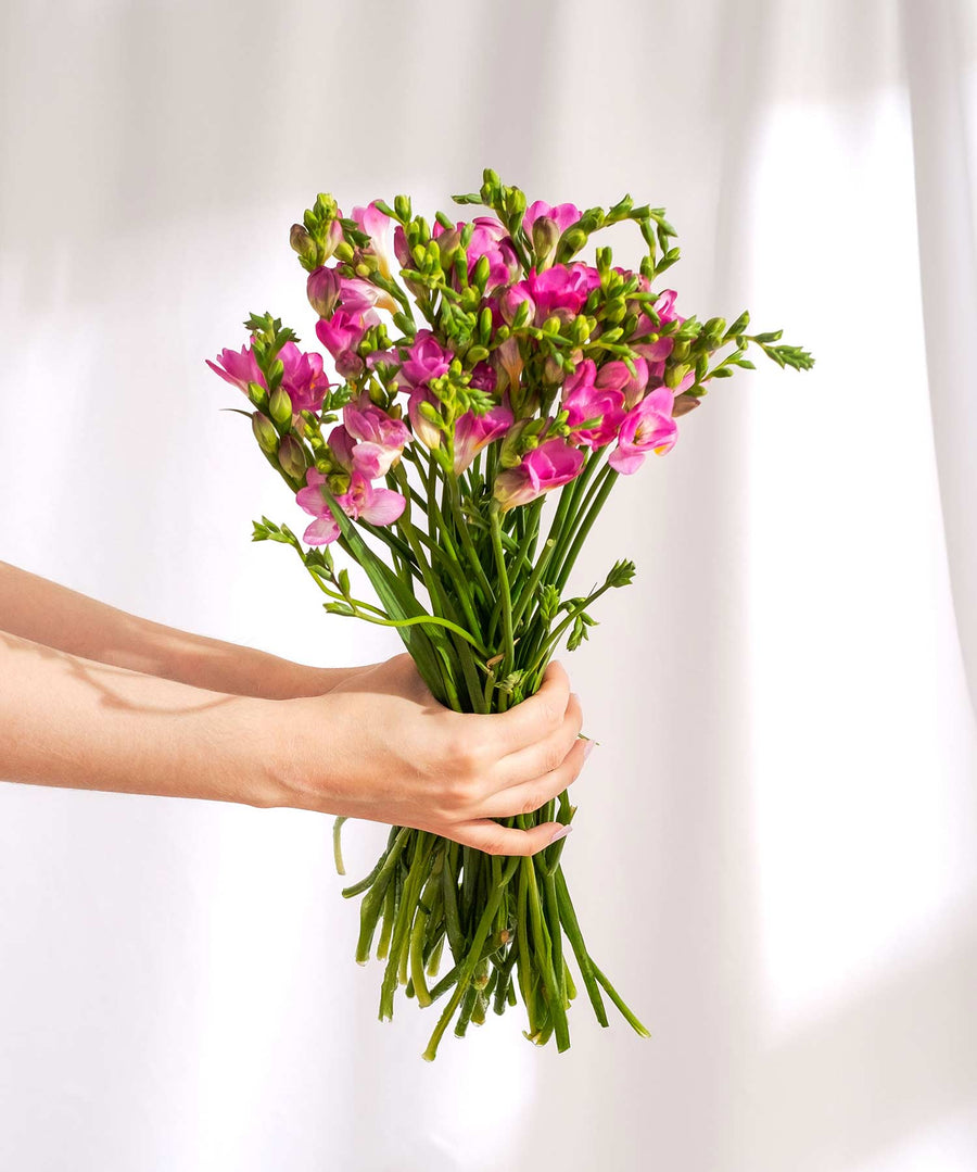 Dark Pink Guernsey Short Stem Freesia Flowers - Guernsey Flowers by Post