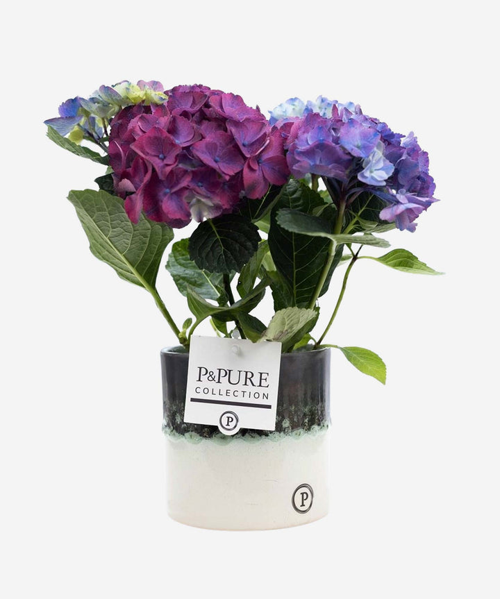 Hydrangea Purple - Guernsey Flowers by Post