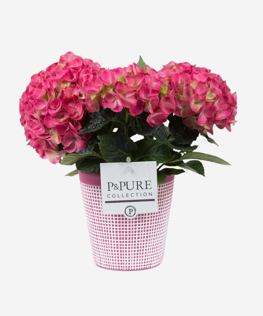 Hydrangea Pink - Guernsey Flowers by Post