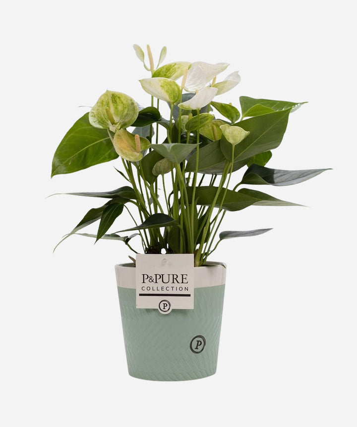 Anthurium White - Guernsey Flowers by Post