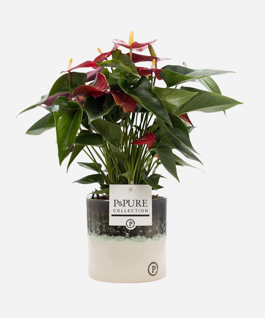 Anthurium Red - Guernsey Flowers by Post