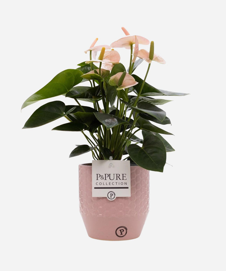 Anthurium Pink - Guernsey Flowers by Post