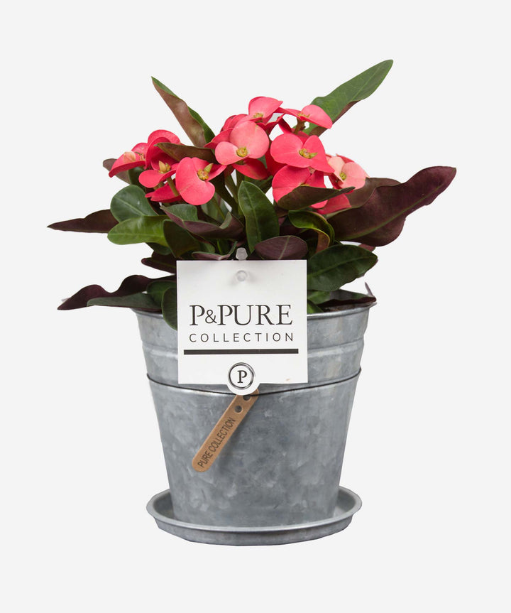 Euphorbia Milii Plant - Guernsey Flowers by Post