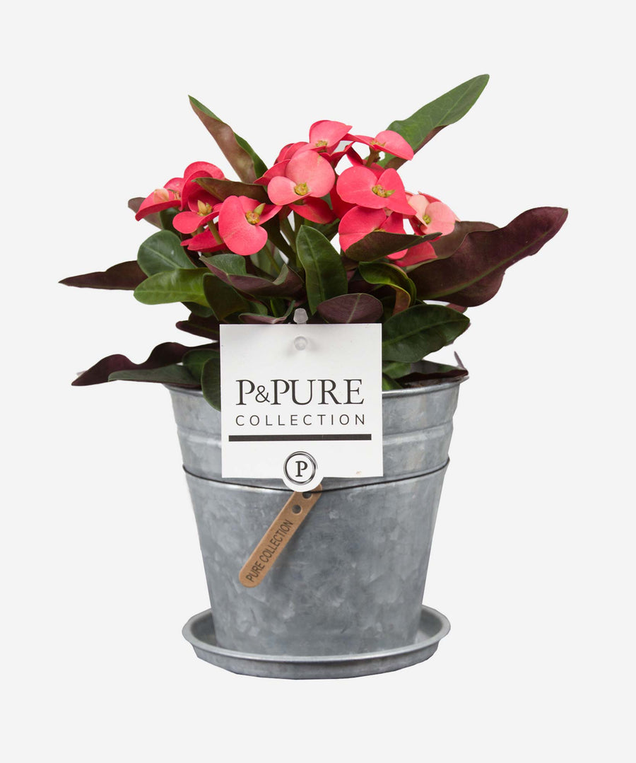 Euphorbia Milii Plant - Guernsey Flowers by Post