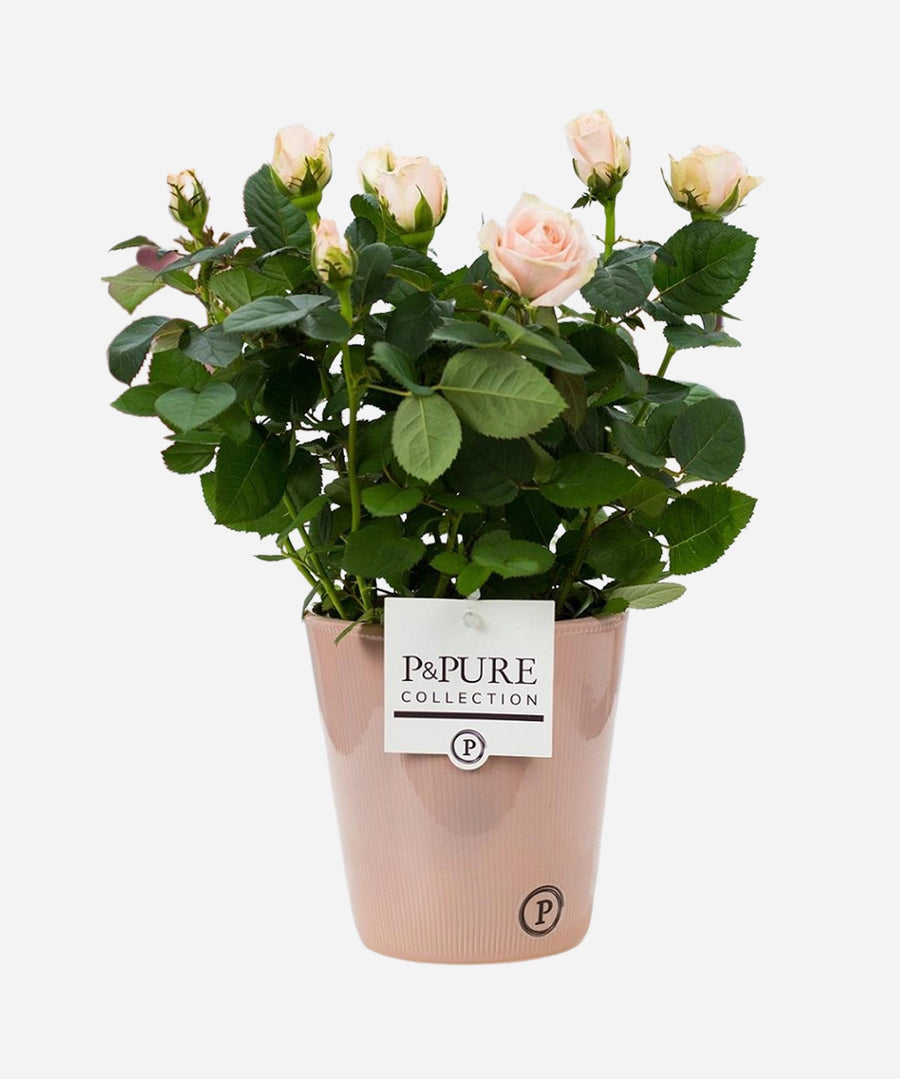 Rose Plant - Pink - Guernsey Flowers by Post