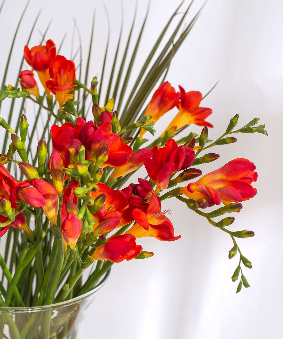 Red Guernsey Short Stem Freesia Flowers - Guernsey Flowers by Post