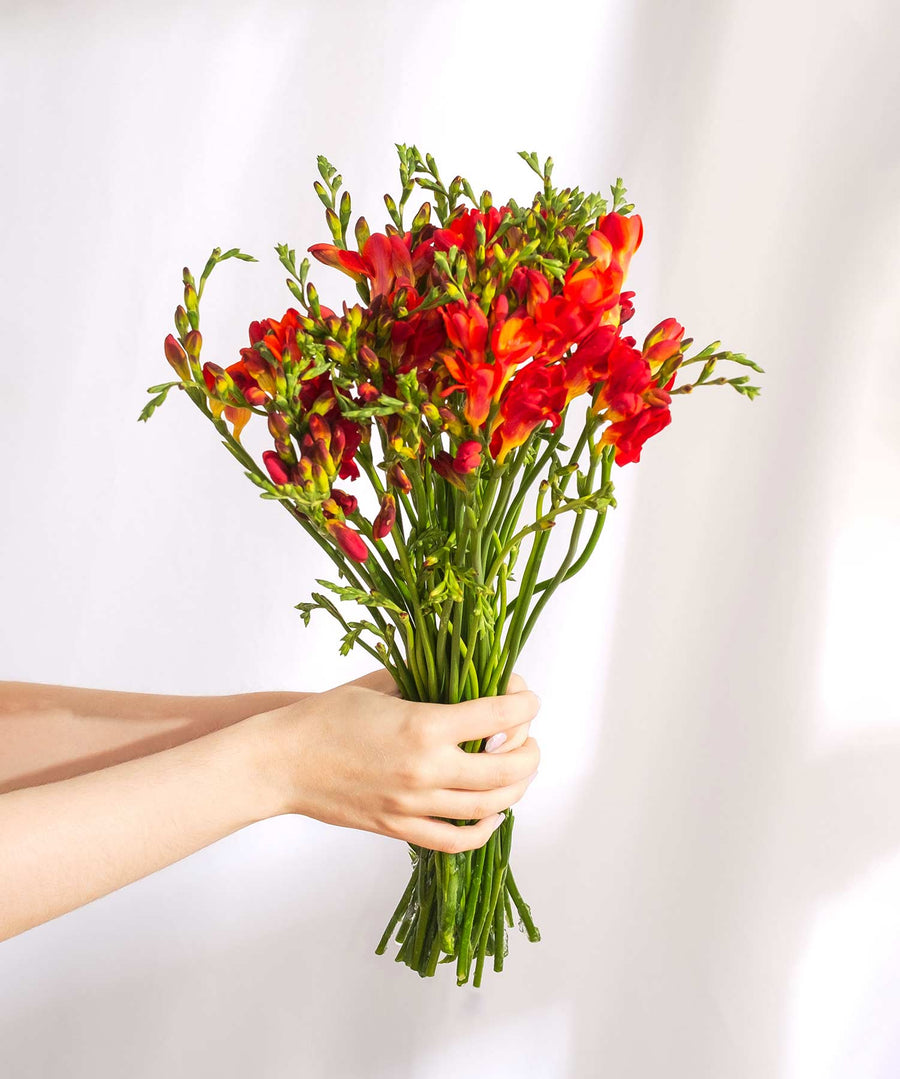 Red Guernsey Short Stem Freesia Flowers - Guernsey Flowers by Post