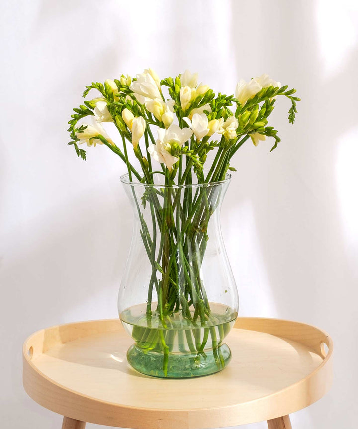 White Guernsey Short Stem Freesia Flowers - Guernsey Flowers by Post