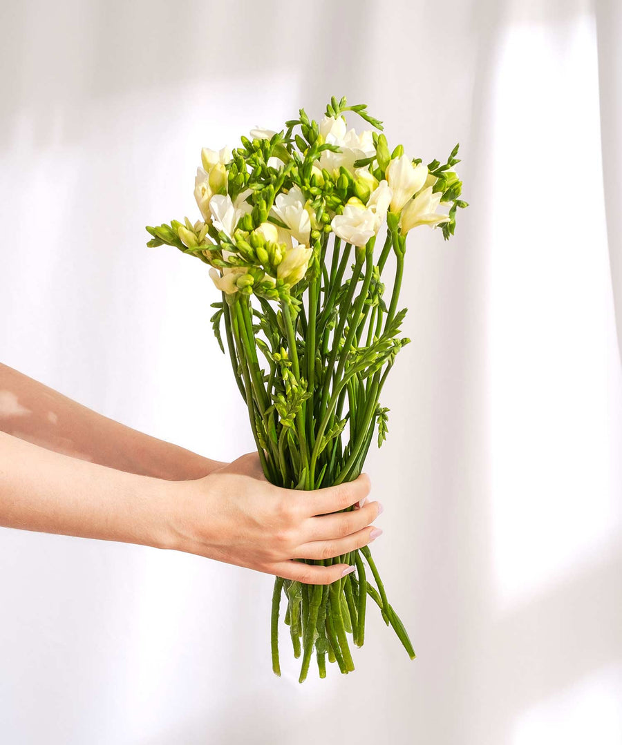 White Guernsey Short Stem Freesia Flowers - Guernsey Flowers by Post