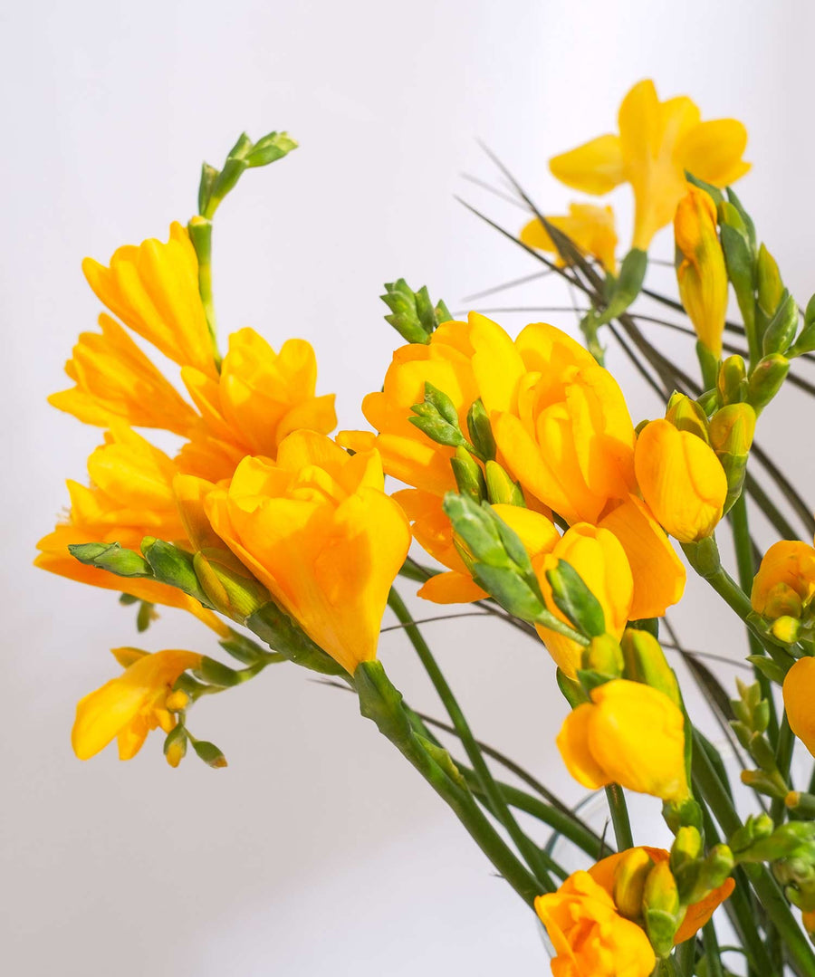 Yellow Guernsey Short Stem Freesia Flowers - Guernsey Flowers by Post